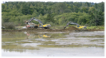 Wetland